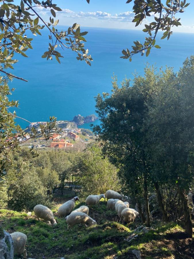 B&B Miramare Agerola Eksteriør billede